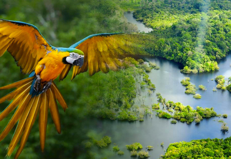 viajes al Amazonas