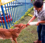 excursion eje cafetero desde medellin