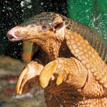 llanos orientales colombia