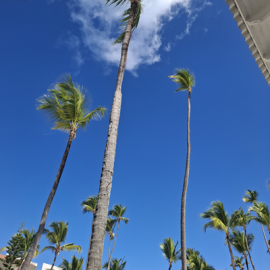 paquetes punta cana baratos