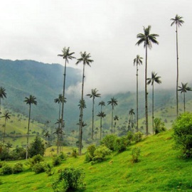 tour eje cafetero desde medellin