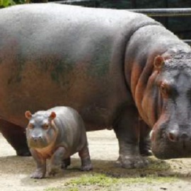 tour hacienda napoles 2026 desde medellin