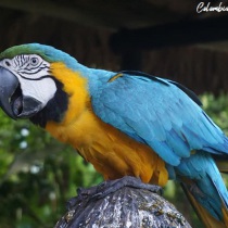 tour amazonas colombia 2026