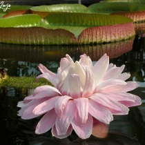 tour por el amazonas