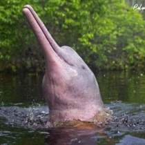 excursiones al amazonas 2026