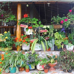 programacion feria de flores 2026