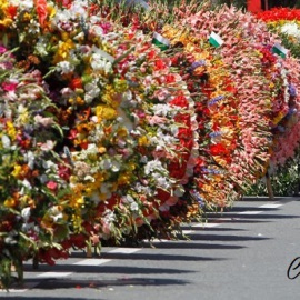 Programacion feria de las flores medellin